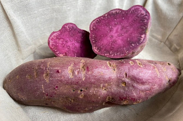 Batatas-doces coloridas e biofortificadas da Embrapa
