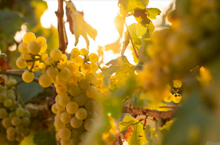 Chandon: práticas de viticultura sustentável e desafios da colheita de 2022
