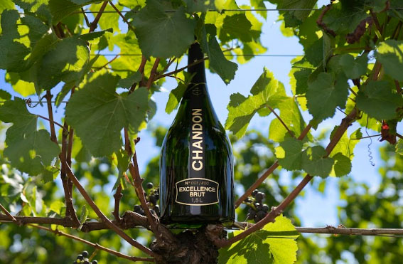 A Chandon apresenta o Chandon Excellence Magnum Safra 2013