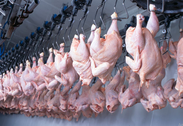 Exportação de frango brasileiro ao Catar cresce 84%