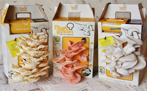 Hortifruti oferece kit para cultivo caseiro de cogumelos comestíveis